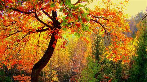 Download Wallpaper 1366x768 Autumn Forest Trees Landscape Tablet