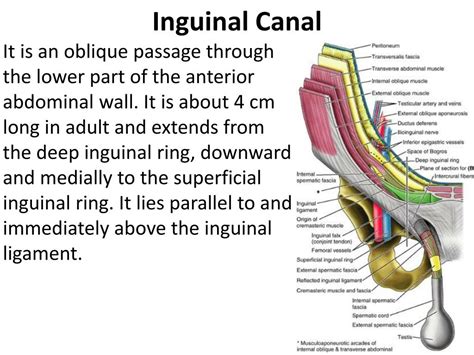 Looking for the inguinal canal boundaries contents teachmeanatomy? PPT - Inguinal Region & Secrotum PowerPoint Presentation ...