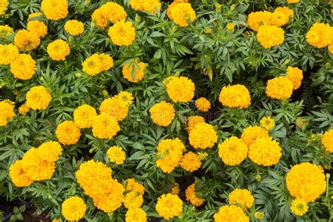 Yellow Marigolds Flower Stock Photo Image Of Agriculture 79945918