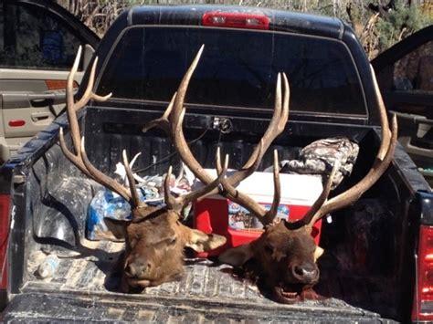 Our First New Mexico Elk New Mexico Monster Muleys Community