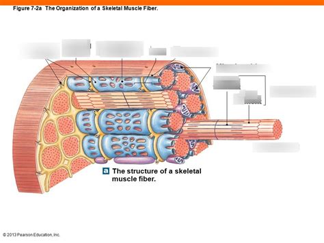 Skeletal Muscle Fiber Diagram Quizlet