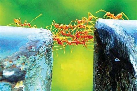 Paisajes On Twitter Aprended De Las Hormigas Trabajar En Equipo Divide El Trabajo Y
