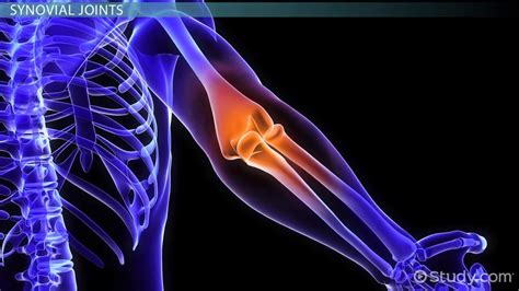 Joints In The Body Structures And Types What Is A Joint In The Body