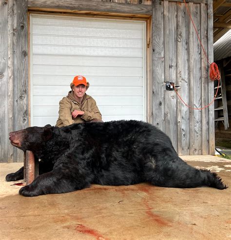 Hunter Tags Massive 695 Pound Record Black Bear Field And Stream