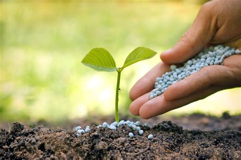 C Mo Elegir El Nutriente M S Adecuado En Funci N Del Tipo De Planta