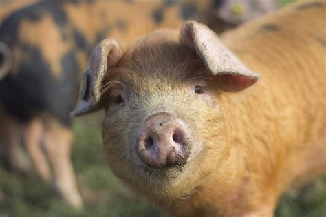 Tryveg News Picks Top 5 Cutest Farmed Animal Videos