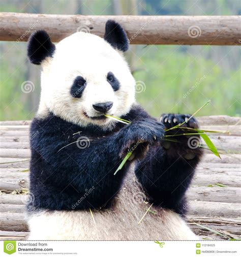 Panda Bear Eating Bamboo Cute Giant Panda Bear Chengdu