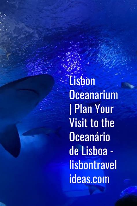 Lisbon Oceanarium Plan Your Visit To The Oceanário De Lisboa In 2022
