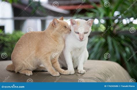 Love Moment Of Kitty Cat Stock Photo Image Of Mama 176242686