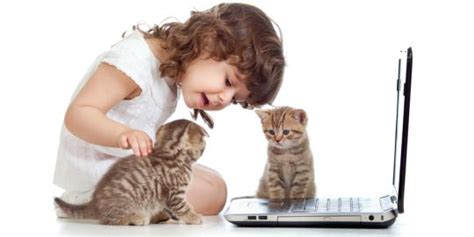 Pada artikel kali ini akan dibagikan informasi tentang cara membuat rumah kucing dari kardus bekas. 10 Cara merawat kucing untuk pemula | merdeka.com