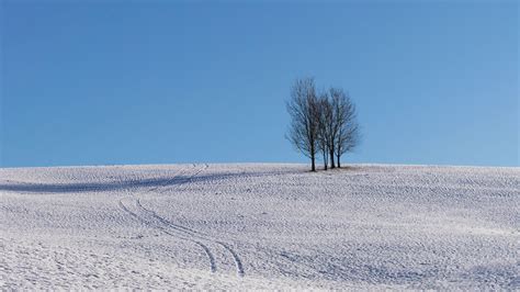 Download Wallpaper 3840x2160 Trees Snow Horizon Minimalism Winter