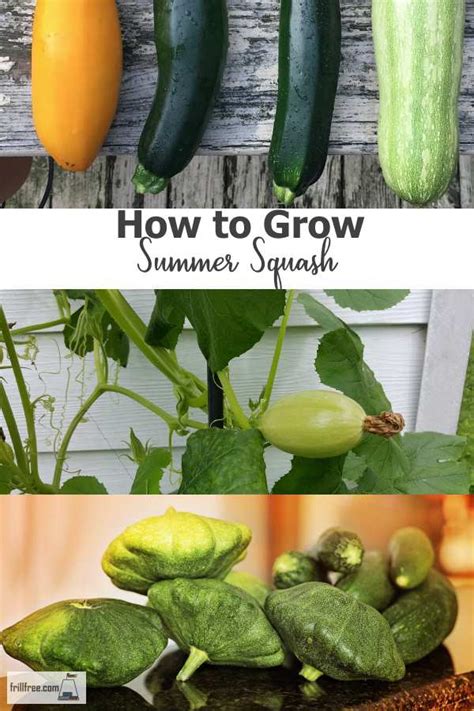 How To Grow Summer Squash Those Delicious Patty Pan Or Zucchini