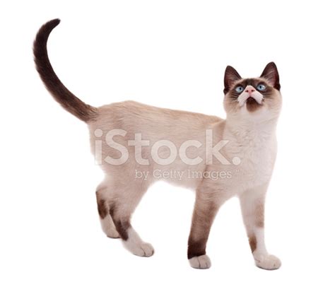 Cute Siamese Cat Standing Stock Photos