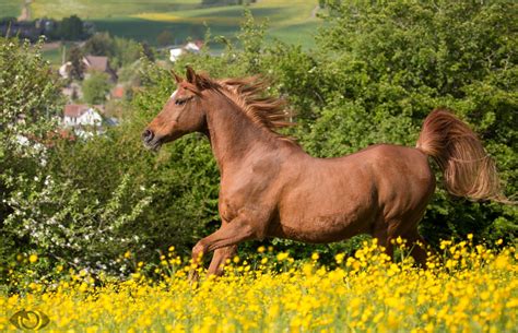 Horse Running Mane Grace Summer Meadow Wallpapers Hd Desktop And