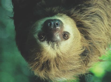 Why Do Sloths Generally Hang Upside Down How It Works Magazine