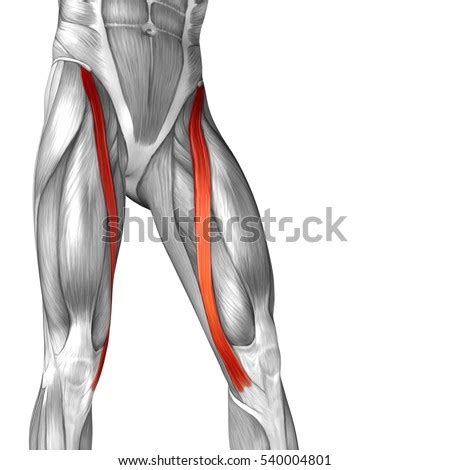 They are remarkably strong, having one of the highest tensile strengths found among soft tissues. Musculature Stock Images, Royalty-Free Images & Vectors ...