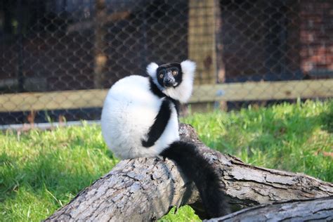 Black And White Ruffed Lemur Brandywine Zoo Go A Little Wild