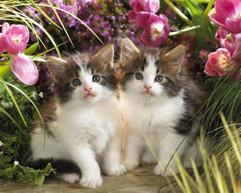 20 Sweet Kitten Photos Amo Images Amo Images