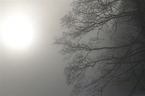 Free Images Tree Nature Branch Cold Black And White Fog Mist