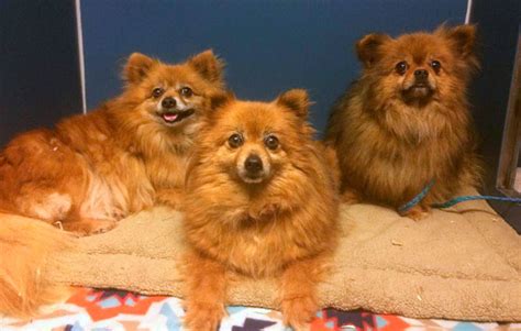 We did not find results for: Dog lovers needed: Kitsap Humane Society kennels are at ...