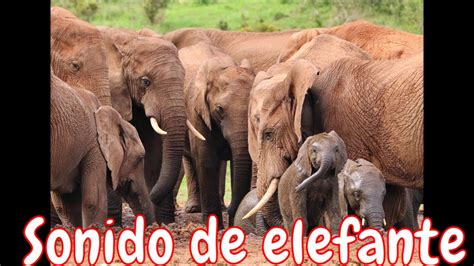 Sonido De Elefante Fuerte Elephant Sound Youtube