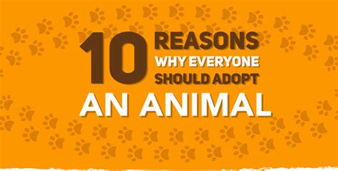 10 Reasons To Adopt A Pet Infographic Infographic Plaza