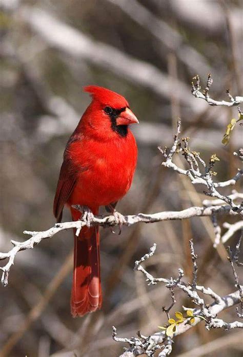 Pin By Crystal Young On My Cardinals And Other Feathered Friends