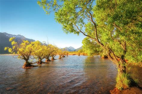 Willow Trees Glowing In The Sun Light At Glenorchy Wharf Photograph By