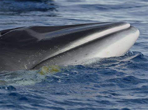 Scientists Pinpoint Source Of Antarctic Quack Minke Whale Whale