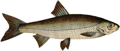 Free Fish Clip Art ! - The Graphics Fairy