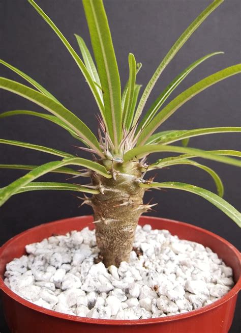 Pachypodium Geayi Rare Madagascar Palm Plant Cactus Cacti