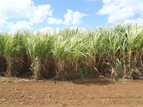 Sugar Cane Fields In Cuba Caribbean Islands Cuba Cayo Coco Cuba