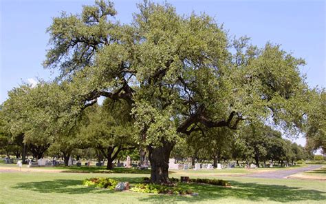 Live Oak Tree For Sale North Fort Myers