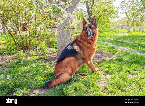 Male German Shepherd Dog With A Saddle Black And Tan Coat Sitting In