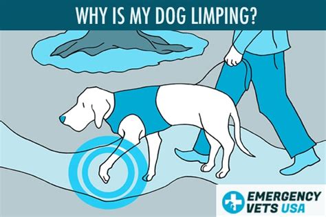 Why Is My Dog Limping Suddenly 7 Possible Reasons For Limping