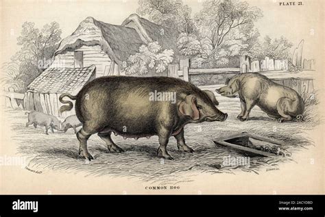 Common Hog 19th Century Artwork Of The Common Hog A Breed Of The