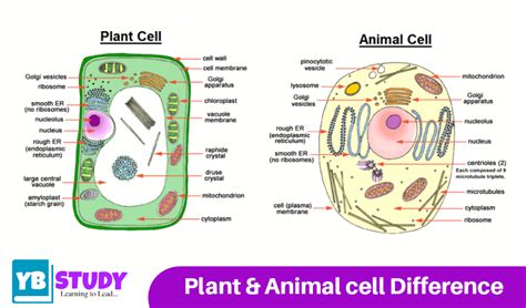 Difference Between Animal Cell And Plant Cell Yb Study