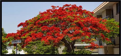 We did not find results for: Poinciana Tree in Sydney Street-2= | Poinciana Tree in ...
