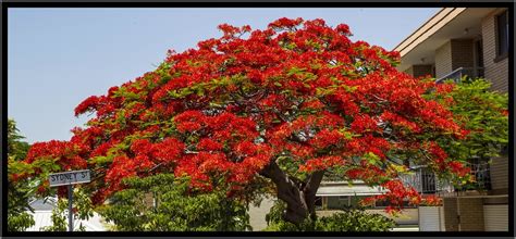 We've selected the very best flowering trees here and you can browse by blossom colour or season of flowering. Poinciana Tree in Sydney Street-2= | Poinciana Tree in ...