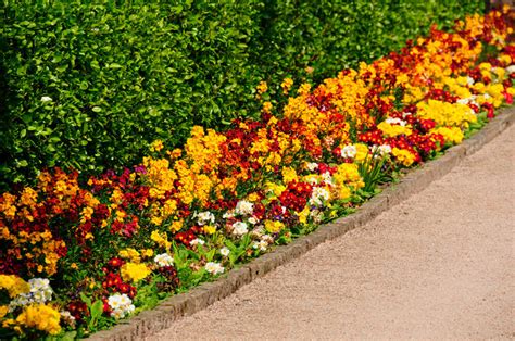 41 Incredible Garden Hedge Ideas For Your Yard Photos