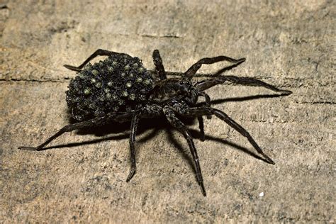 There are species differences among the spiders that get called black widows in the usa. Habits and Traits of Wolf Spiders, Family Lycosidae