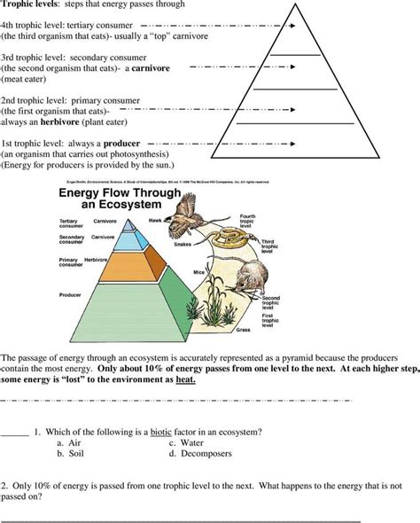 Energy Flow In Ecosystems Worksheet Energy Flow In An Ecosystem