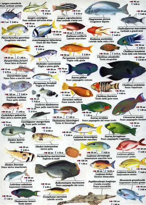 Рыбы виды моря 93 фото