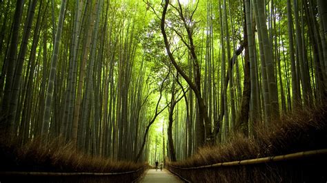 Sagano Bamboo Forest Japan Sharing To Know