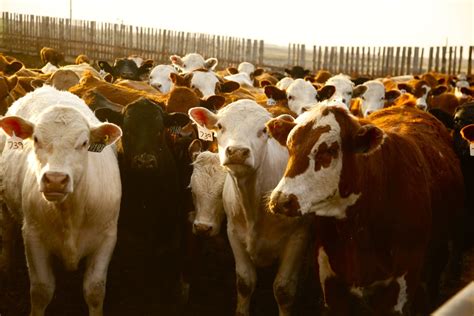 Beef Watch Canadian Cattle Inventories Continue To Decline On Strong