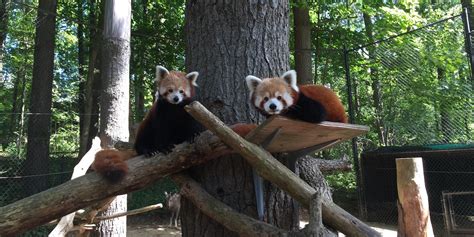 Red Pandas At The Good Zoo At Oglebay Resort Oglebay