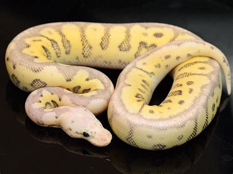 Captive Bred Ball Pythons Rare Color And Pattern Morphs Ball Python