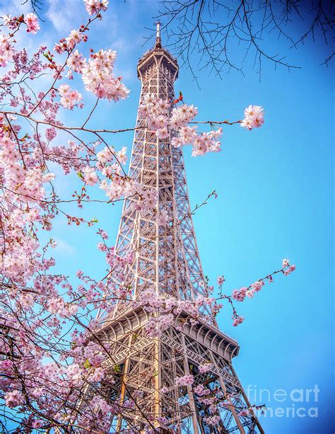 Eiffel Tower With Pink Cherry Blossoms Photograph By Rose Palmisano
