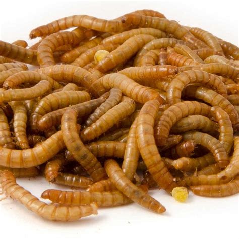 Live Mini Mealworms Cj Wildlife Uk Meal Worms Mealworm Farm