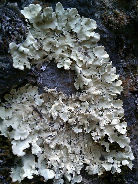 Pin By Connie On Narture Moss Fungi Lichen Pinterest